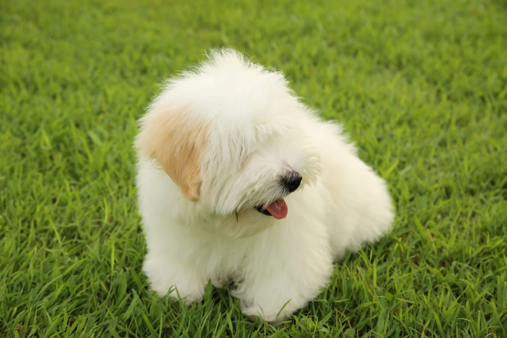 Котон-де-тулеар достигает половой зрелости в 6 месяцев