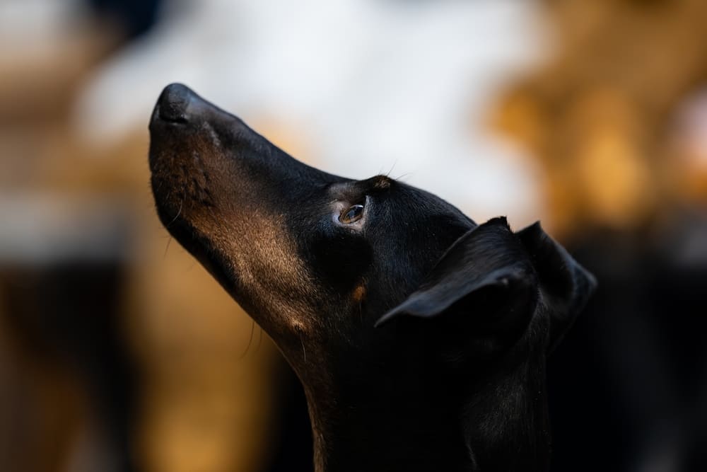 Манчестерские терьеры участвуют в разведении с определенного возраста