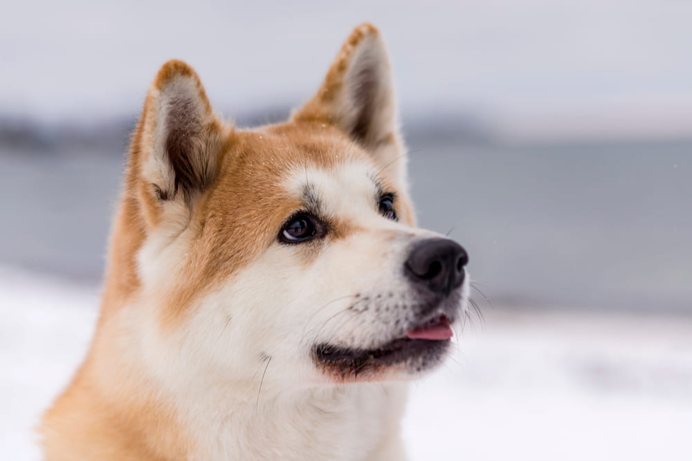 После вязки самке акита-ину нужен уход