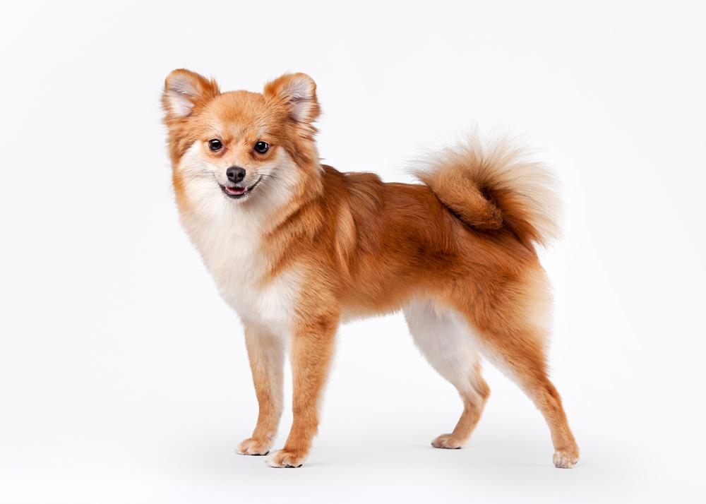 Внешность померанского шпица лисьего типа