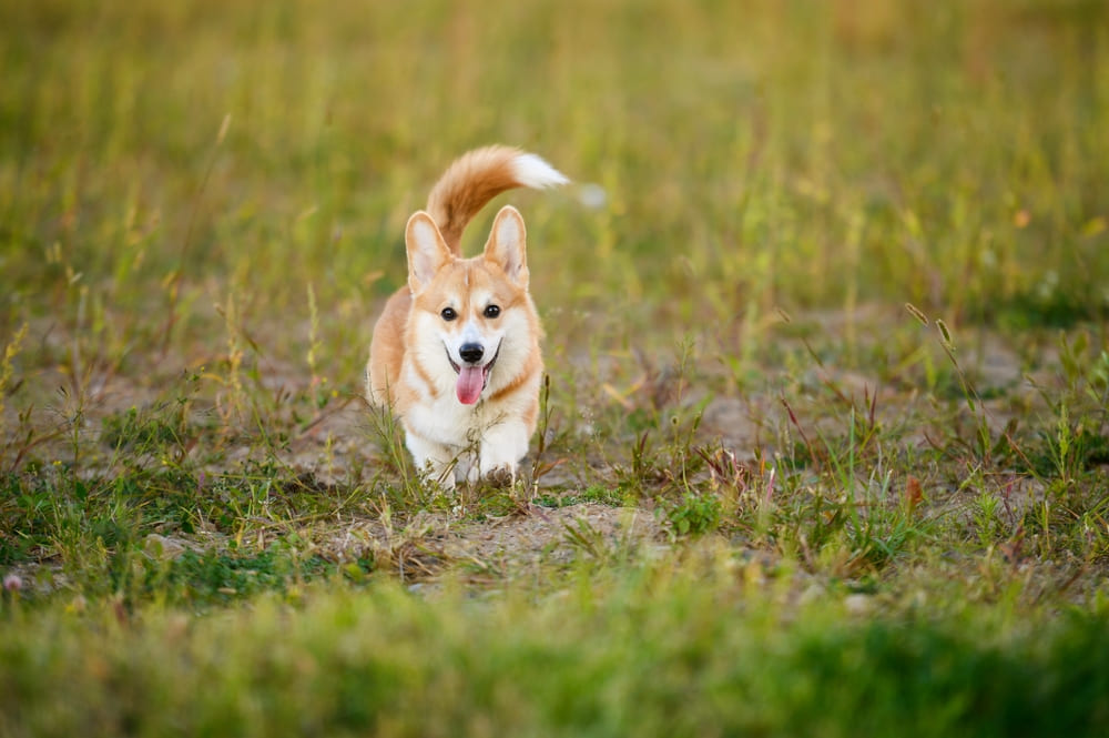 Вязка у корги проходит в несколько этапов