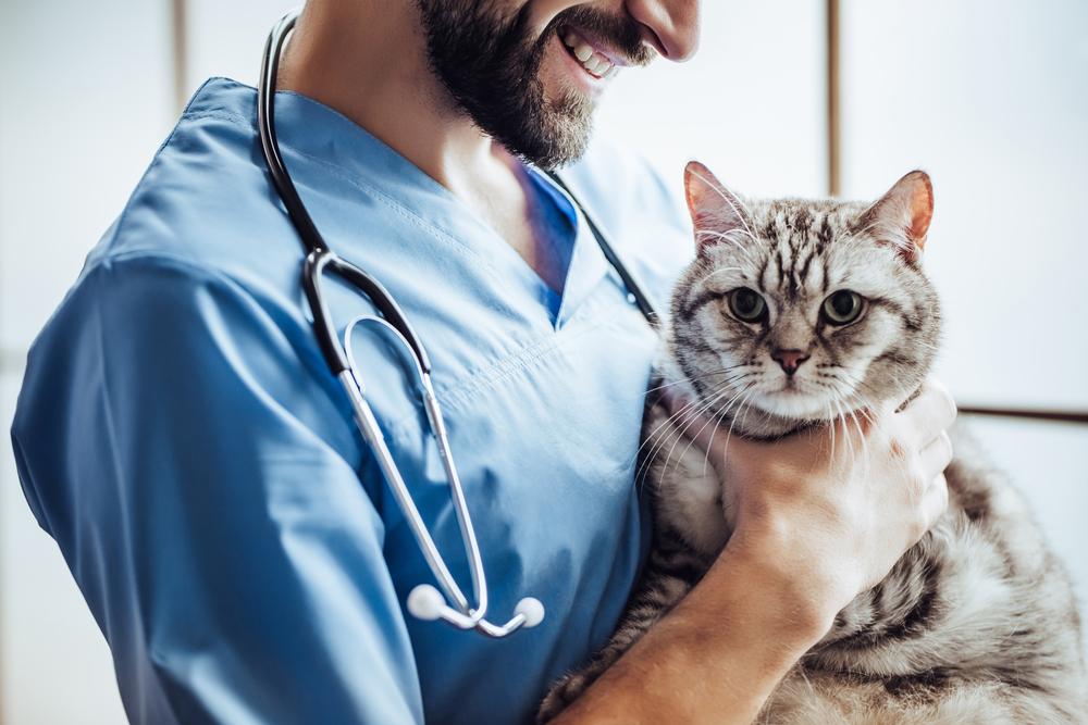 Советы ветеринара если кошка кашляет, как будто подавилась 