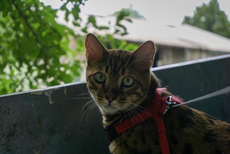 История происхождения бенгальской кошки