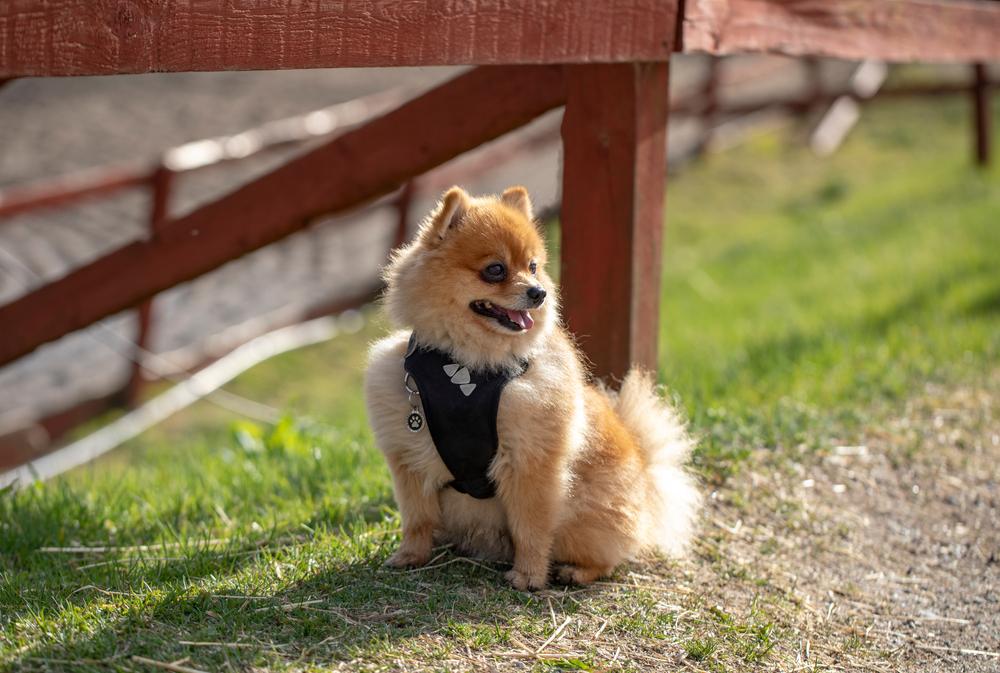 Как разводят рыжих шпицев?