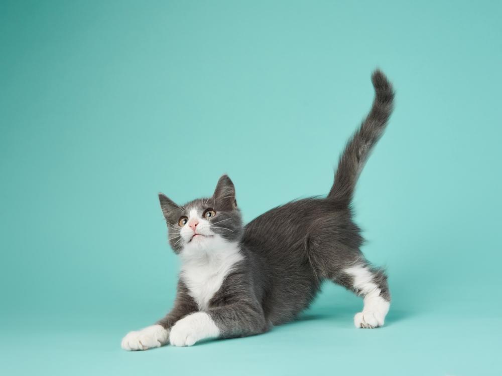 Воспитание беспородной кошки