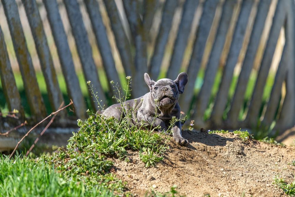 Голубой бульдог требует ухода