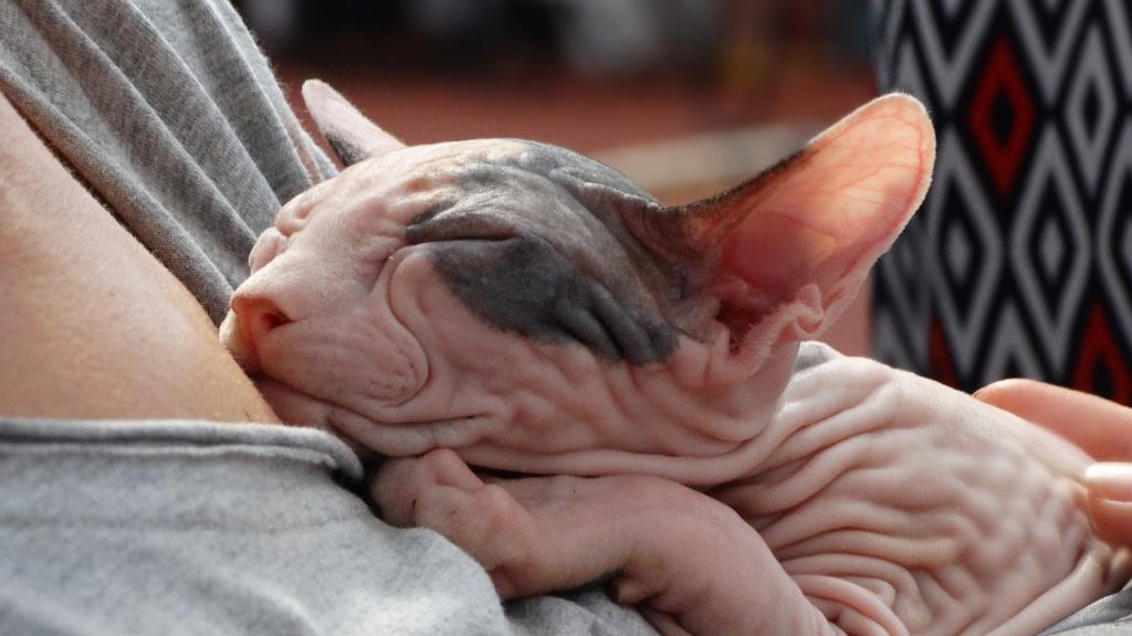 Самые необычные породы кошек: сфинксы