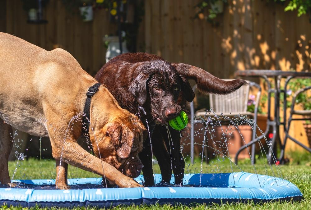 Какова история шоколадных лабрадоров-ретриверов?