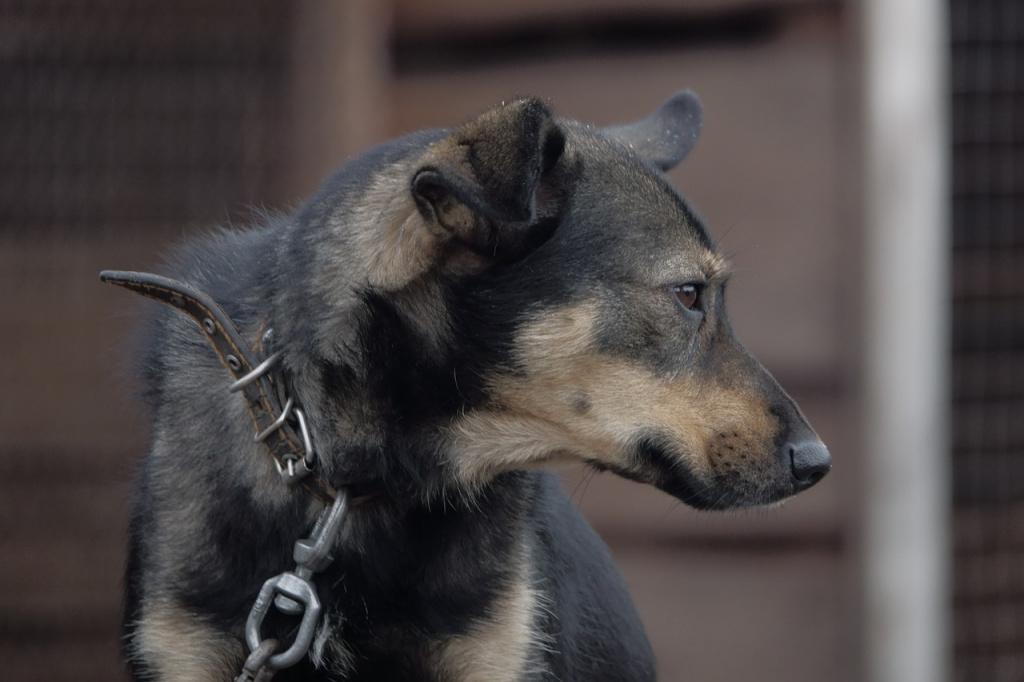 Диагностика кокцидиоза у собак в ветклинике Диагностика кокцидиоза у собак в ветклинике