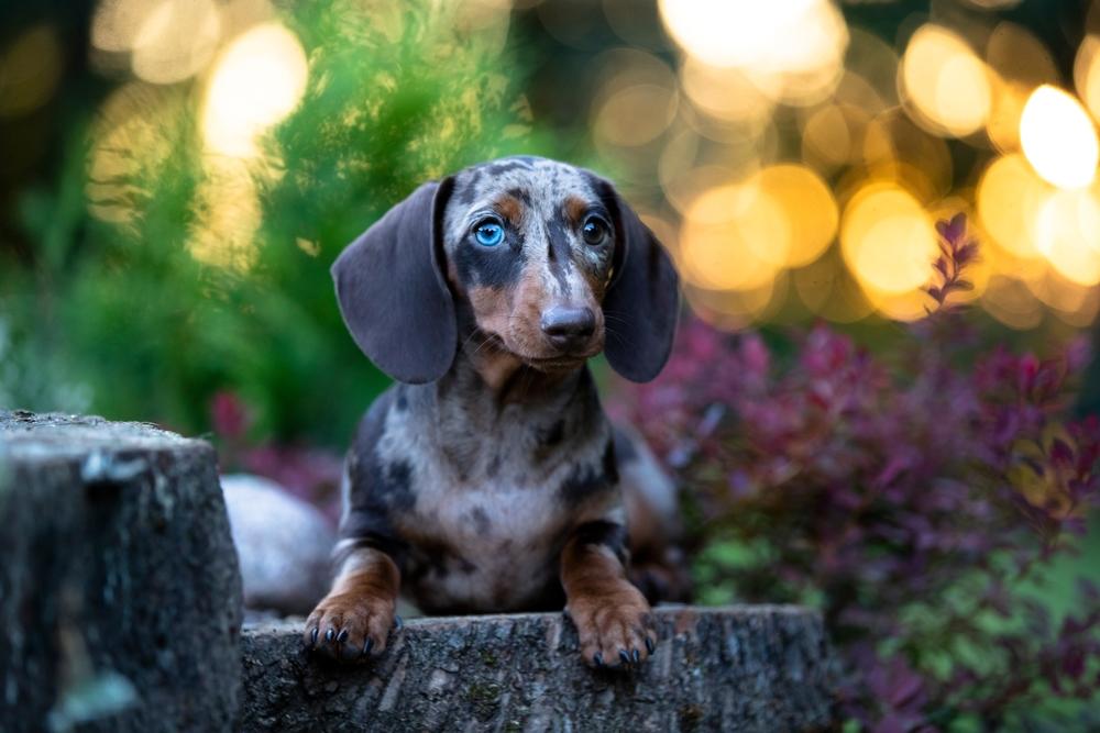 Мраморная такса требует ухода