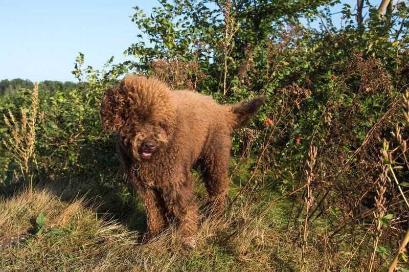 Какой характер у французской водяной собаки?