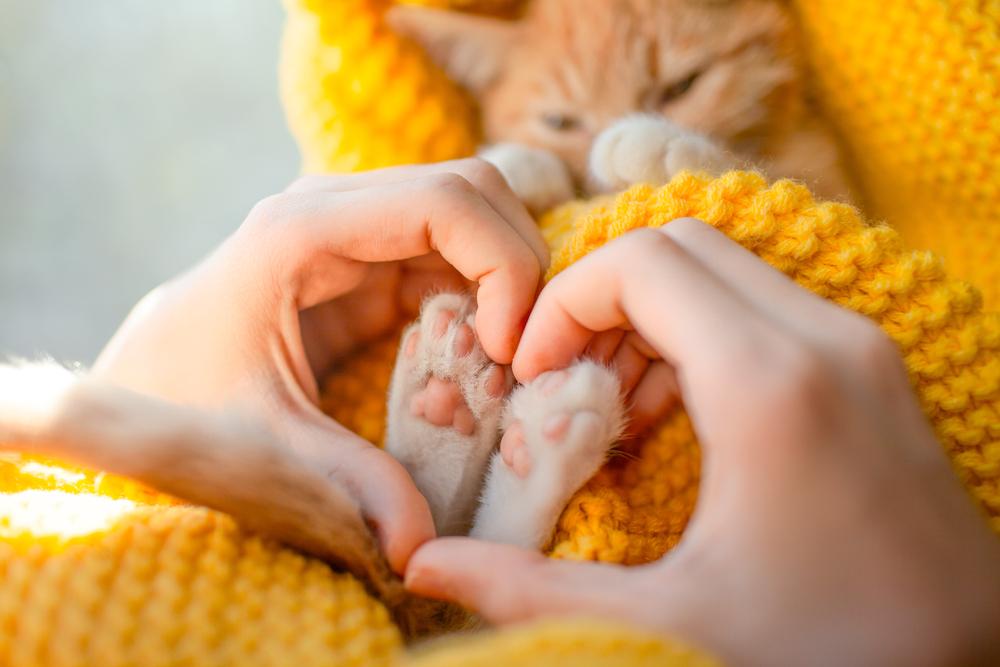 Анатомические особенности кошачьих лап