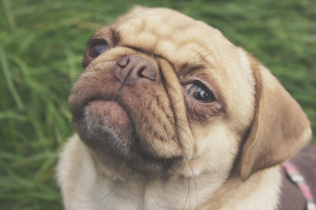 какие породы собак нормально переносят стрижку усов