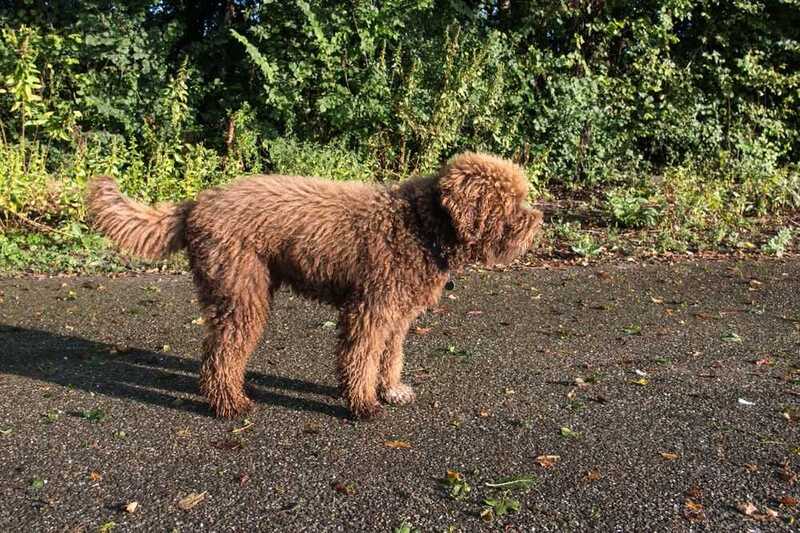 Барбет у кустов