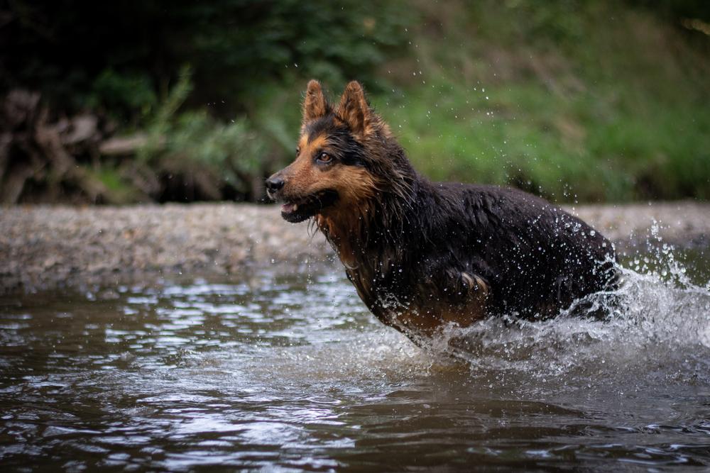 История происхождения богемской овчарки