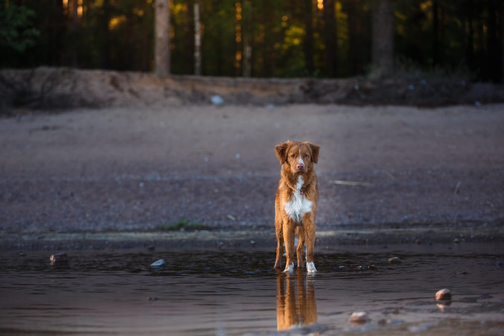 Описание новошотландского ретривера можно найти в стандарте породы