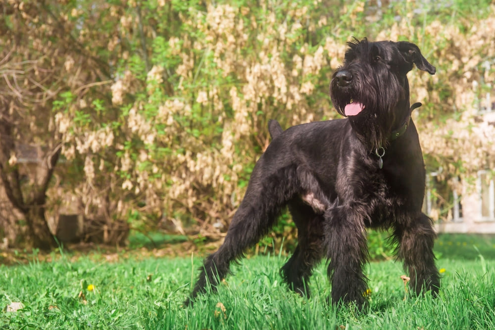 Болезнь влияет на то, сколько весит ризеншнауцер