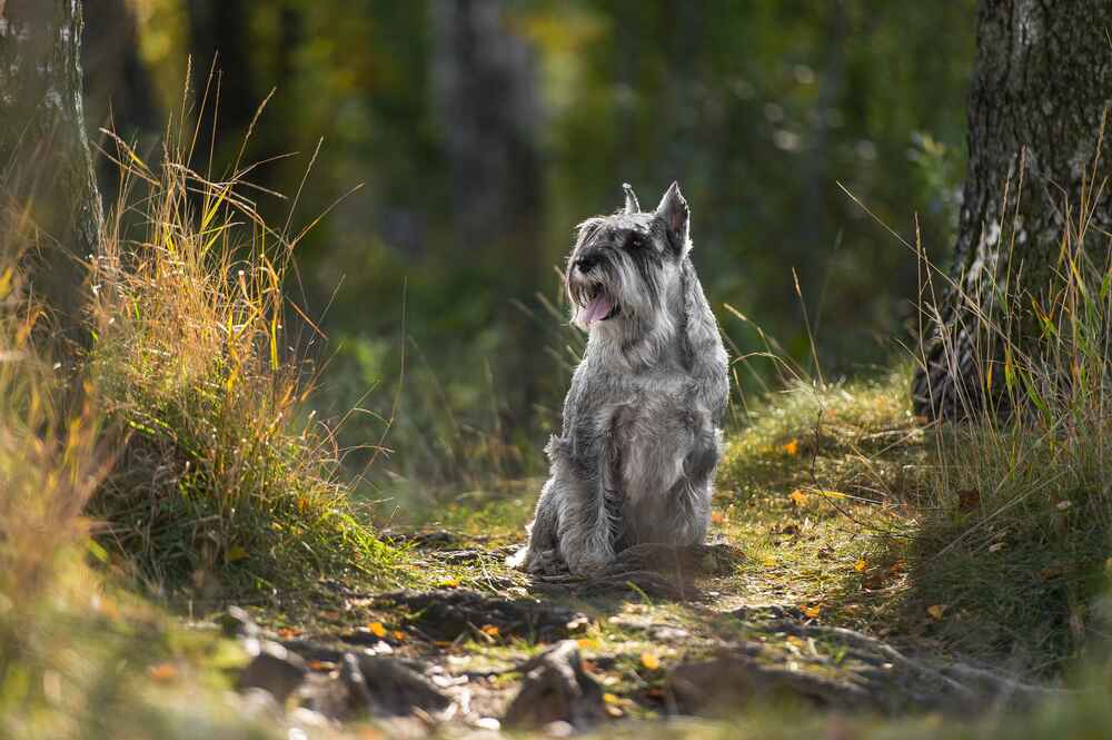Пол не оказывает большого влияния на продолжительность жизни миттельшнауцеров