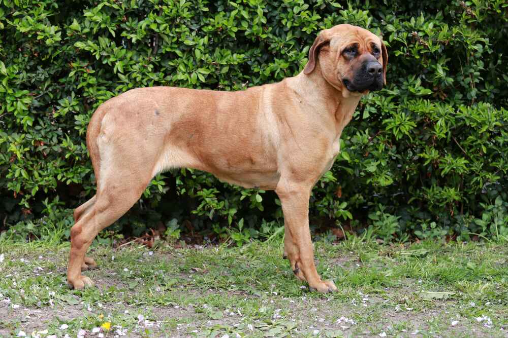 Тоса-ину нуждаются в гигиене