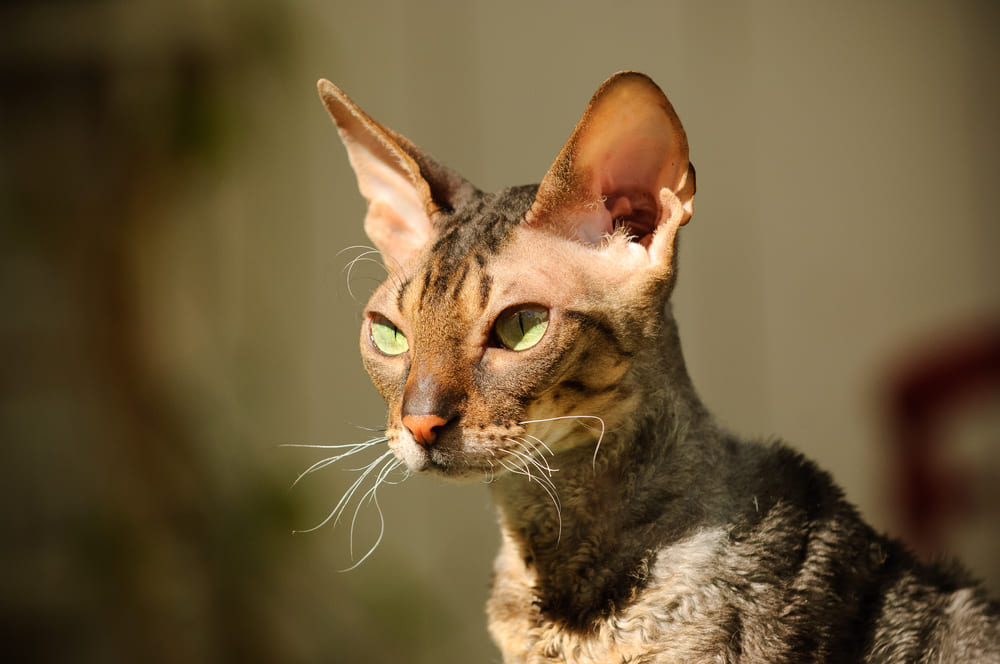 Важно, сколько стадий проживает корниш-рекс