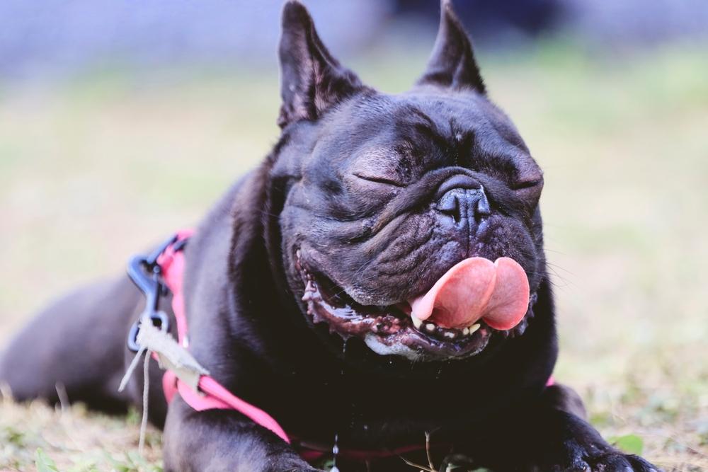 Черный бульдог высунул язык