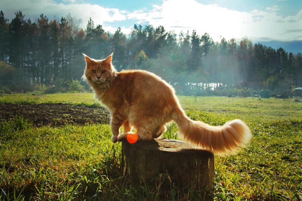 Мифические имена для мейн-кунов Мифические имена для мейн-кунов