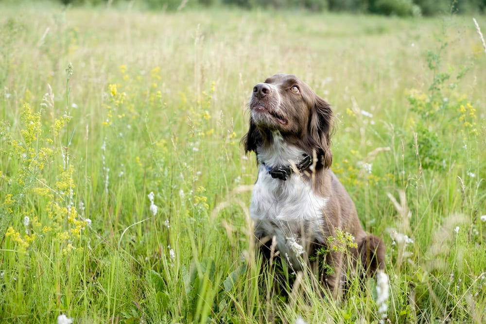 Надо следить, сколько весит русский спаниель в процессе взросления