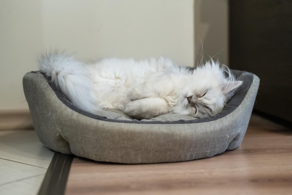 Возможные заболевания кошки шиншиллы