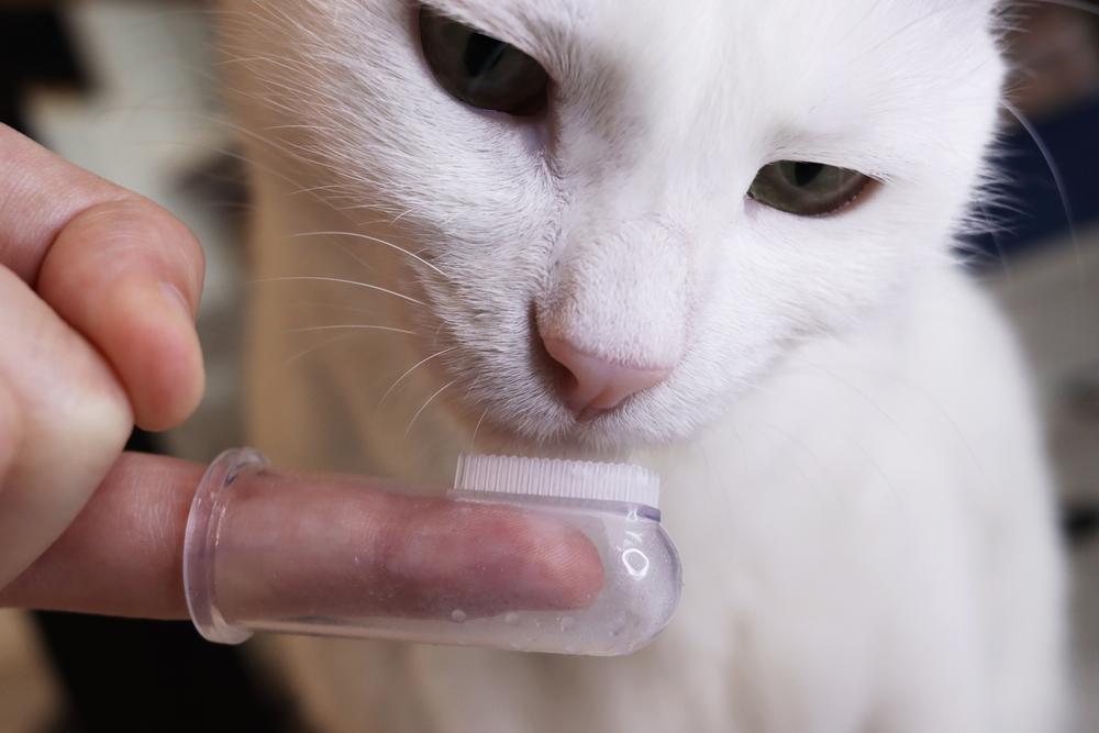 Гигиенические процедуры при воспалении десен у кошек