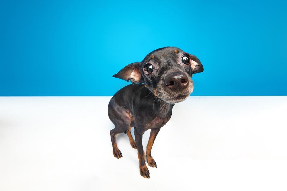 как ухаживать за пражским крысариком