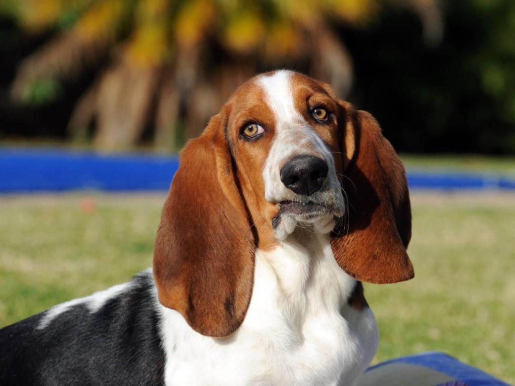 Здоровье и болезни артезиано-нормандского бассета