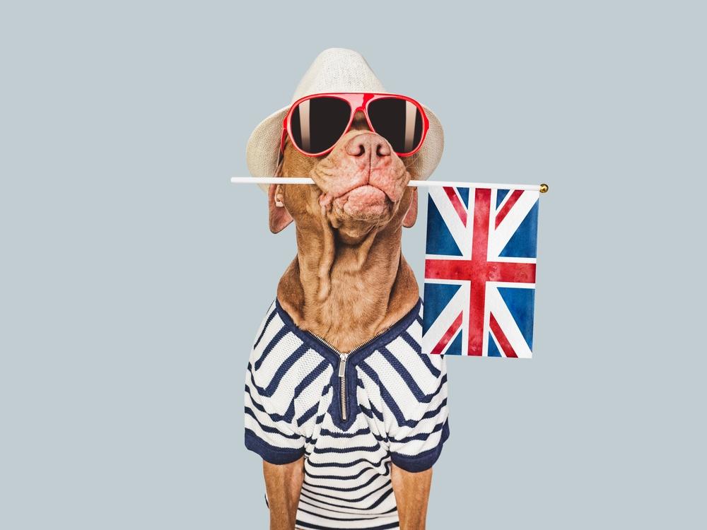 Английские клички для собак-мальчиков Английские клички для собак-мальчиков