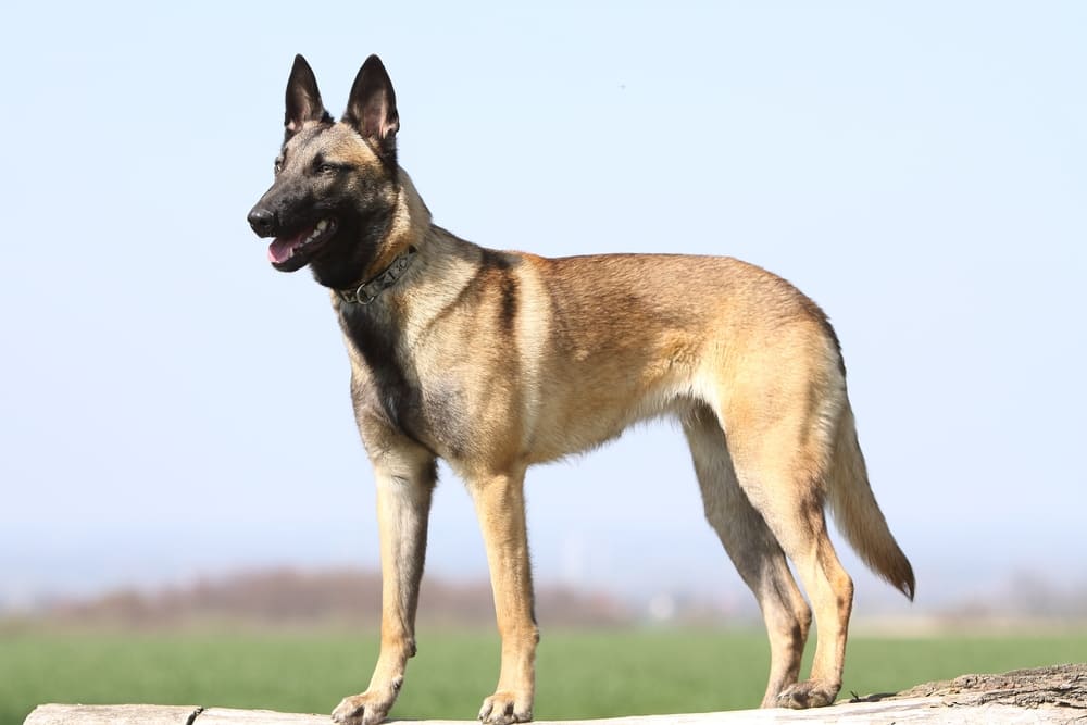 Бельгийскую овчарку может дрессировать кинолог