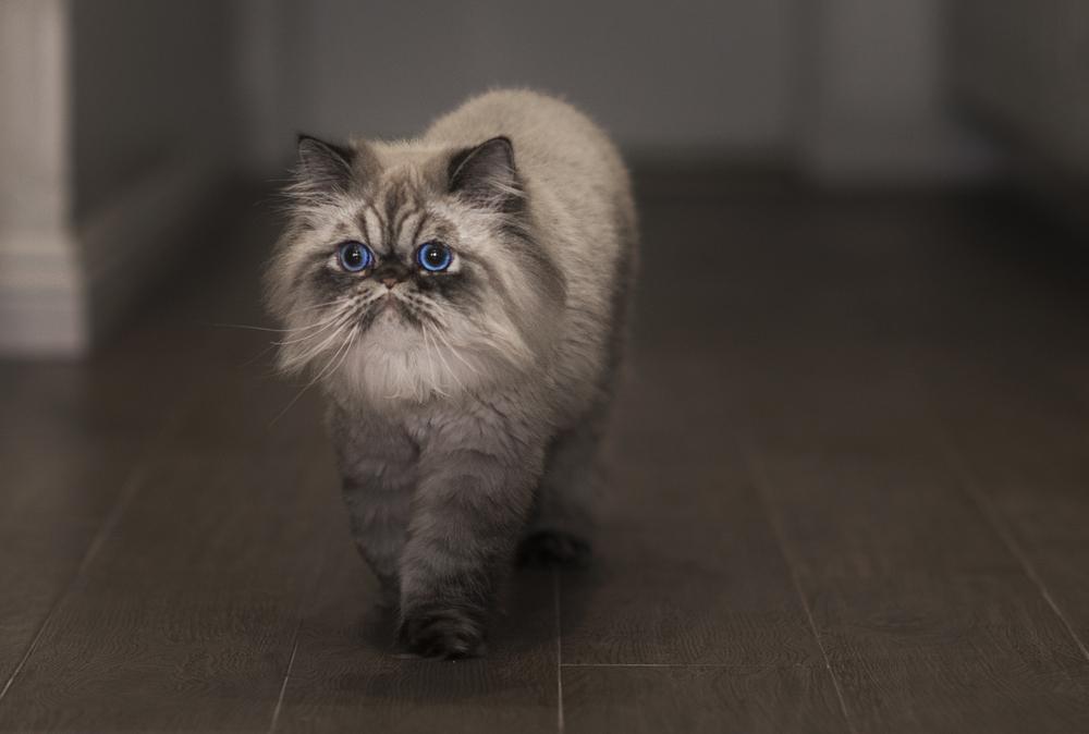 Содержание гималайской кошки