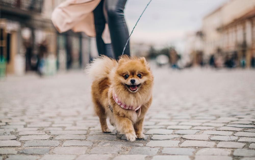 Все виды шпицев: померанский лисьего типа Все виды шпицев: померанский лисьего типа