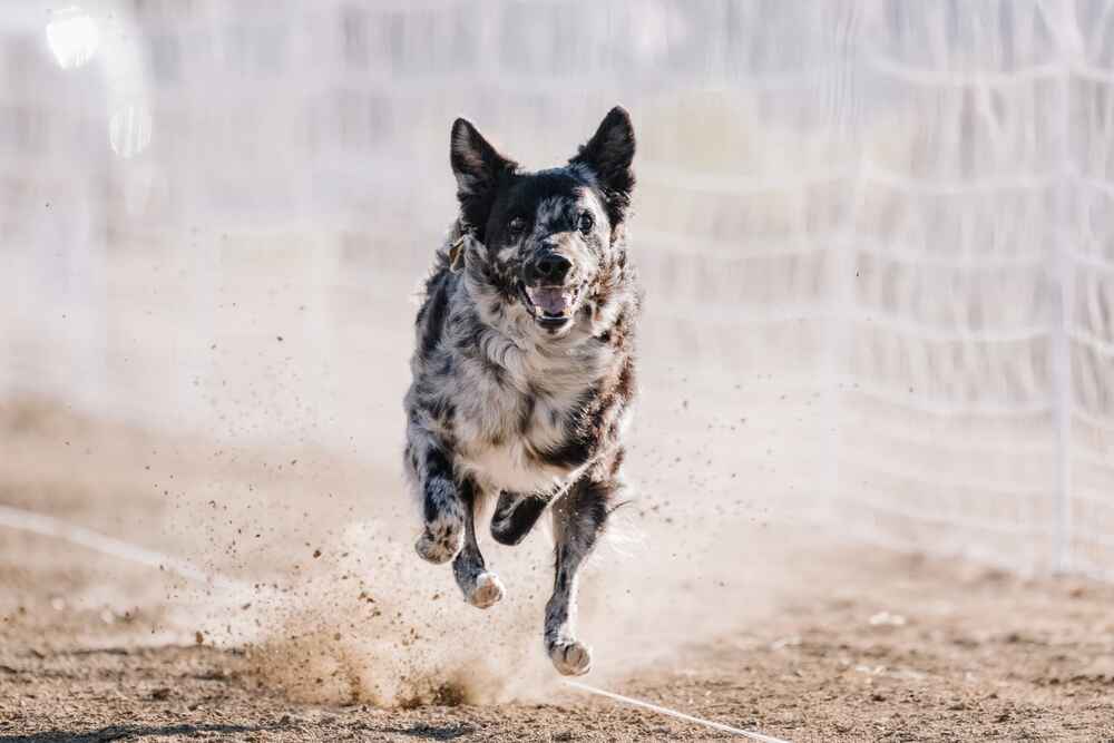Муди нуждаются в воспитании