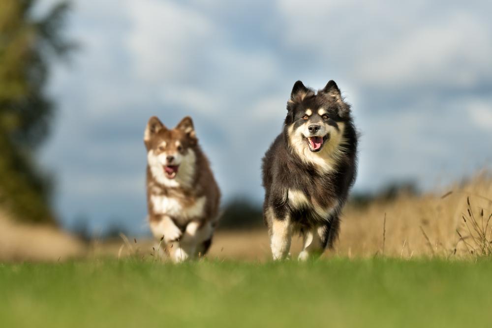 Репродуктивное здоровье финского лаппхунда