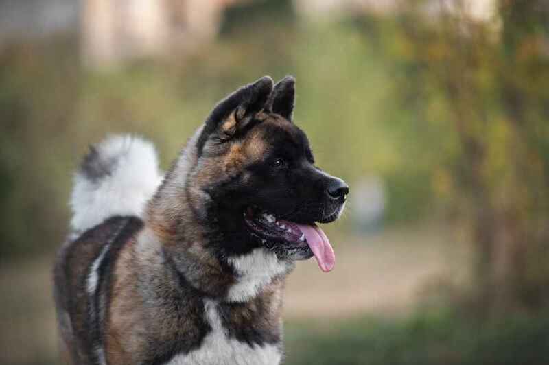 Как обучать американскую акиту?