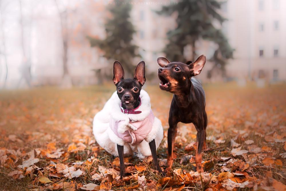 Как выбрать кличку для той-терьера Как выбрать кличку для той-терьера