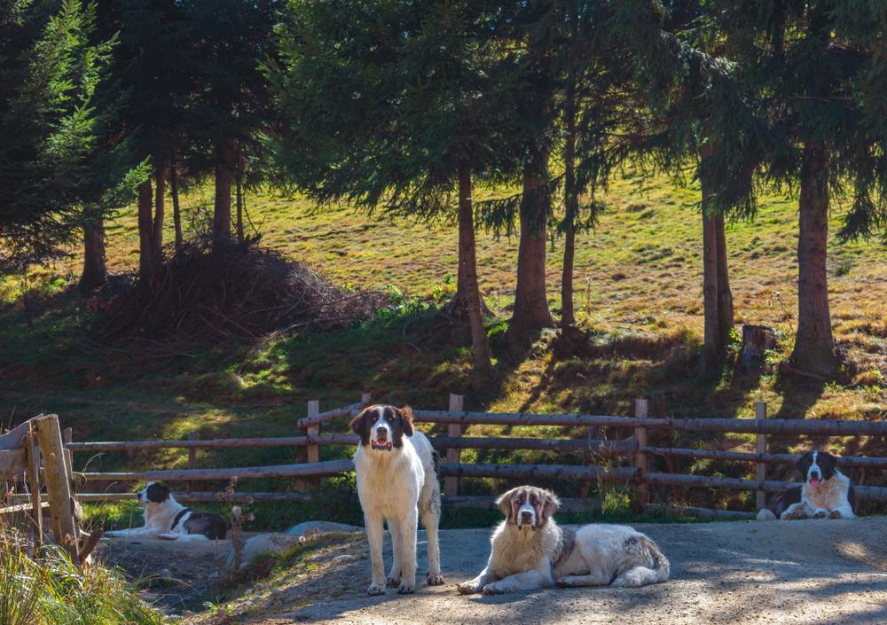 Темперамент буковинской овчарки