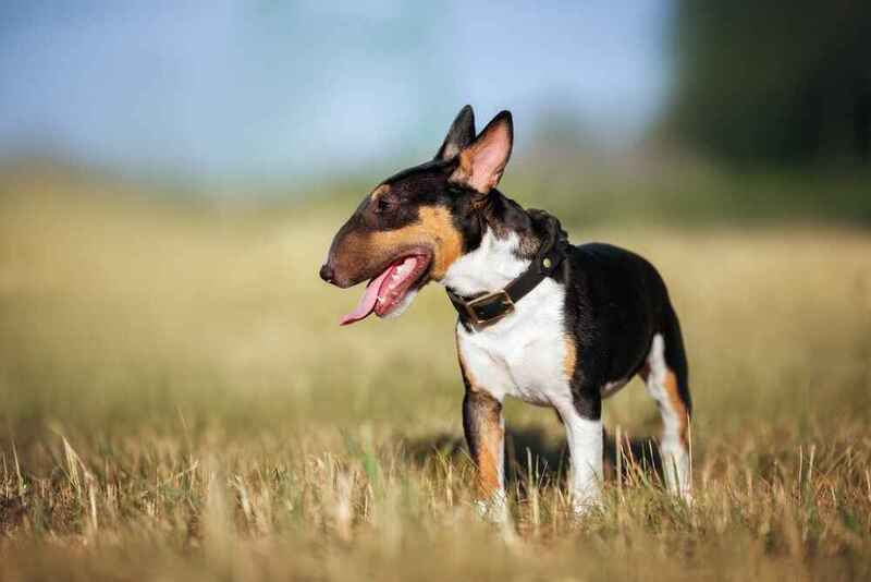 Красивый мини-бультерьер