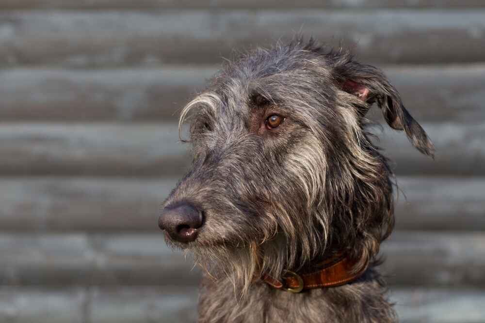 Шотландский дирхаунд