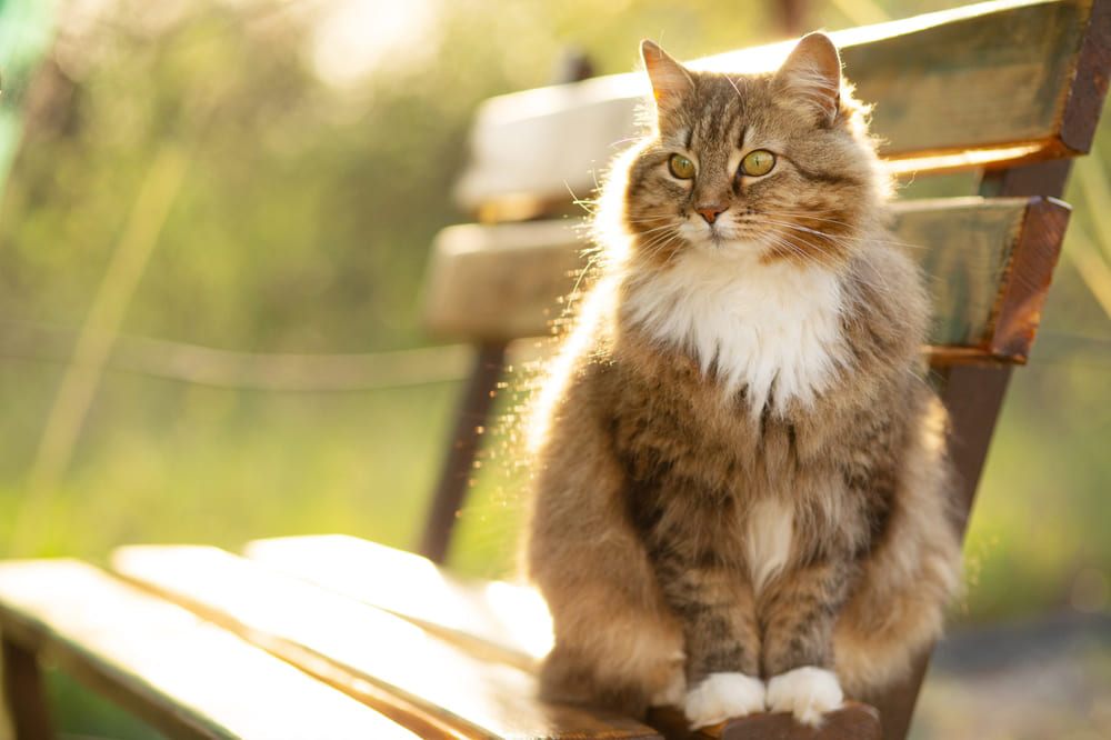 Гигиена влияет на то, сколько живут сибирские кошки