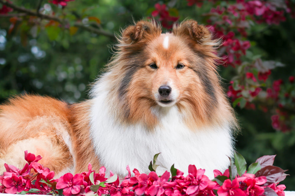Владельцу важно знать, сколько живут шелти