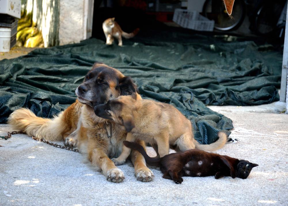 Репродуктивное здоровье эштрельской овчарки