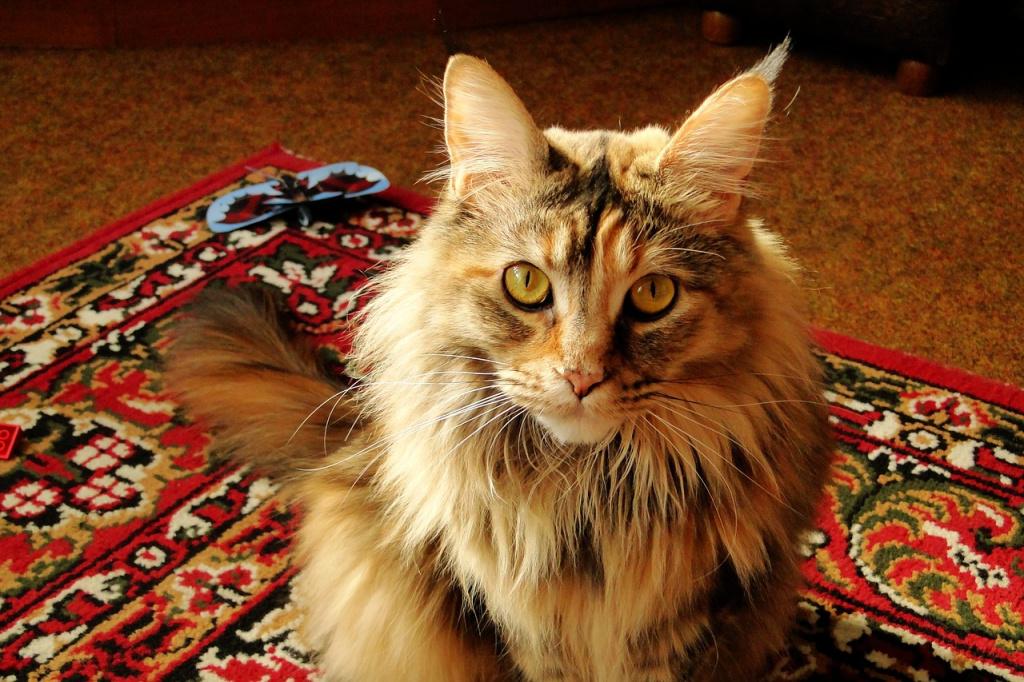 Самые ушастые кошки: мейн-кун
