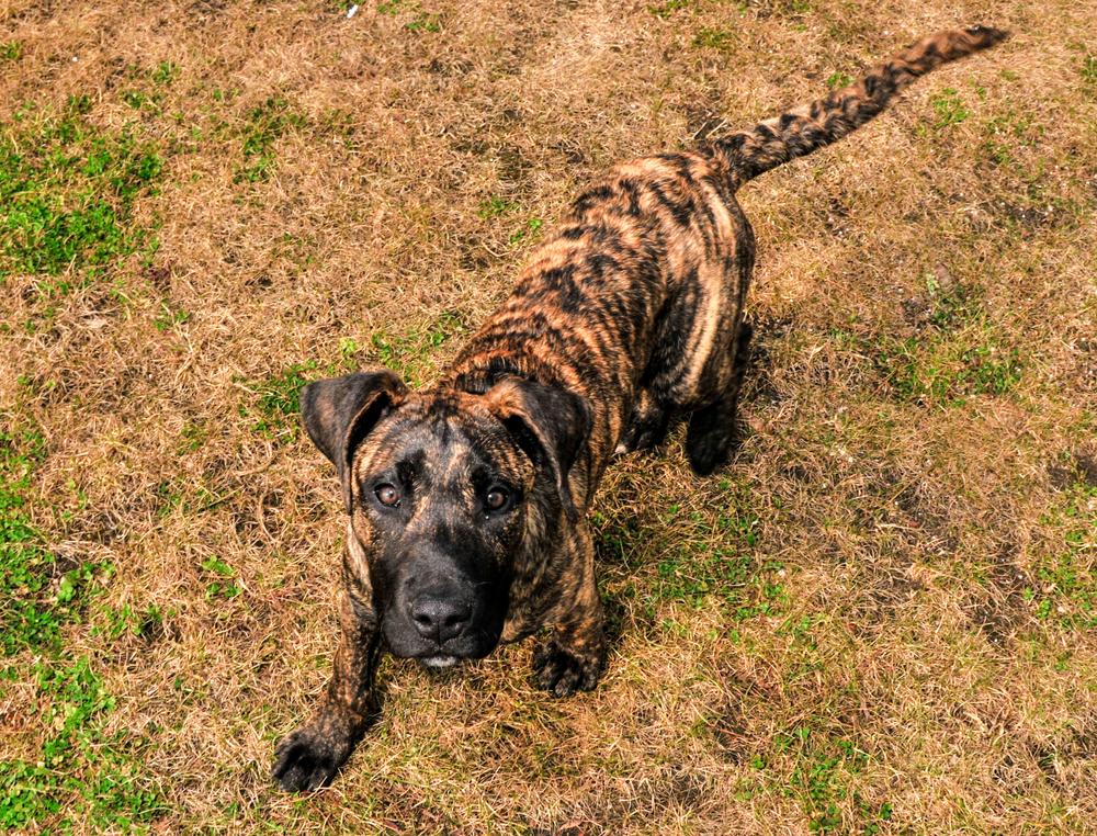 Темперамент канарского дога