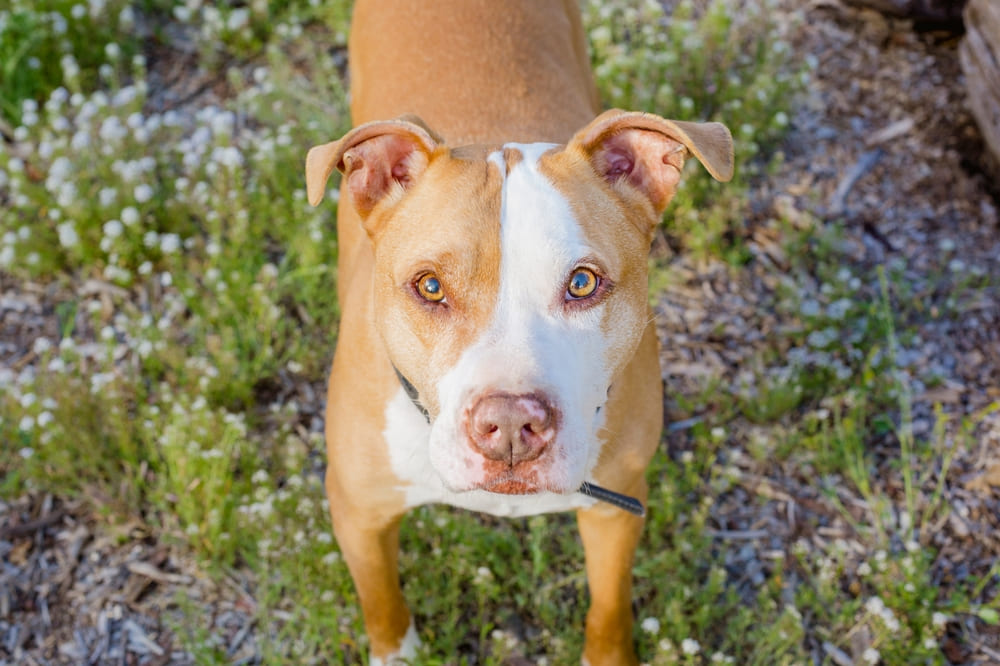 Важно знать, сколько весит питбуль по месяцам