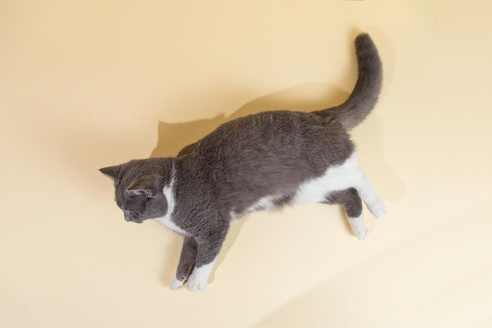 имена для серого котенка с белыми пятнышками