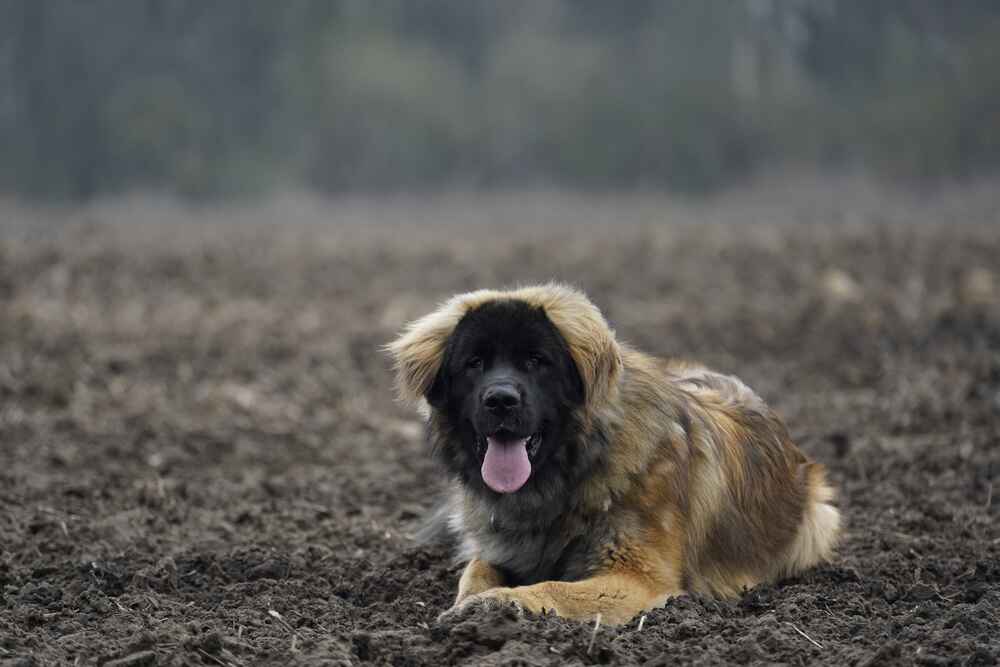 Когти леонбергера нуждаются в уходе